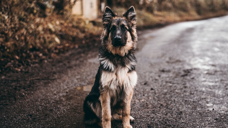 Loyalty